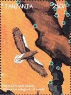 Steller's Sea-eagle (Haliaeetus pelagicus)