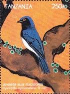 Japanese Blue Flycatcher (Cyanoptila cyanomelaena)