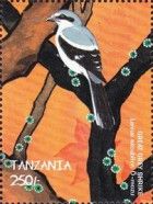 Northern Shrike (Lanius excubitor)