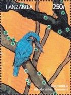 Kingfisher (Alcedo atthis)