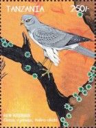 Hen Harrier (Circus cyaneus)