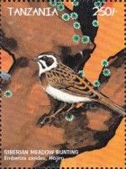 Siberian Meadow Bunting (Emberiza cioides)