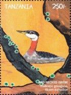 Red-necked Grebe (Podiceps grisegena)