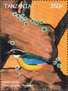Fairy Pitta (Pitta nympha)