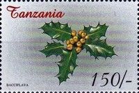 Ilex aquifolium