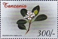 Rhaphiolepis umbellata