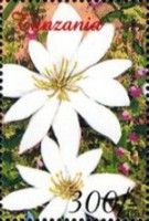 Magnolia sp.