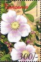 Felicia amelloides
