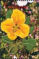 Tithonia rotundifolia