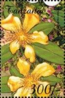 Lilium sp.