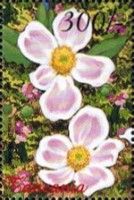 Iris sp.