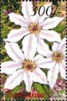 Stokesia laevis