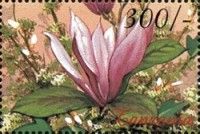 Sanguinaria canadensis