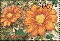 Fremontodendron sp.