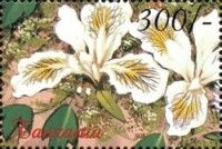 Anemone vitifolia