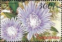 Clematis sp.