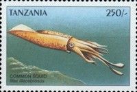 Illex illecebrosus