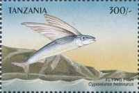 Cypselurus heterurus