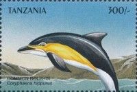 "Coryphaena hippurus" (see Description)