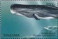 Sperm Whale (Physeter macrocephalus)