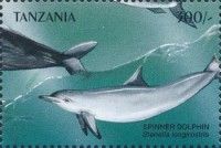 Spinner Dolphin (Stenella longirostris)