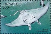 Manta birostris
