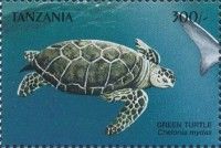 Chelonia mydas