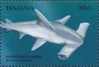 Sphyrna zygaena