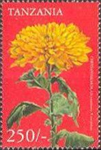 Chrysanthemum x morifolium