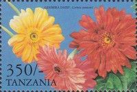 Gerbera jamesonii