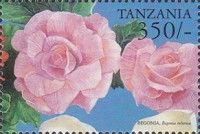 Begonia tuberosa