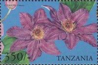 Clematis sp.