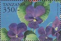 Viola cornuta