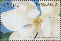 Magnolia grandiflora