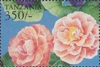Camellia sp.
