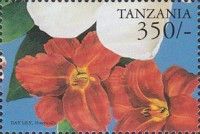 Hemerocallis sp.
