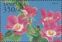 Rosa sp.