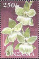 Diaphananthe kamerunensis