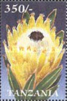 Protea barbigera