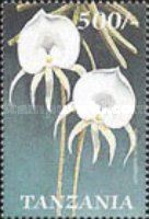 Angraecum scottianum