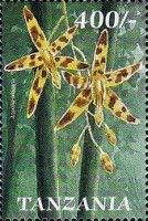 Leopard Orchid (Ansellia africana)
