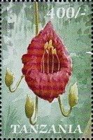 Sausage Tree (Kigelia africana)