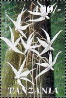 Orchid (Aerangis brachycarpa)
