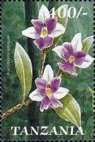 Kalbreyer's Brachycorythis (Brachycorythis kalbreyeri)