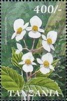 Begonia meyeri-johannis
