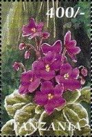 African Violet (Saintpaulia ionantha)