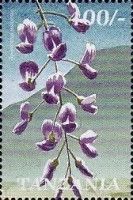 Tree Wisteria (Bolusanthus speciosus)