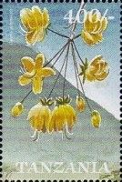 Long-tail Cassia (Cassia abbreviata)
