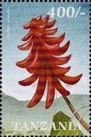 Common coral-tree (Erythrina lysistemon)