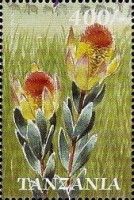 Piketberg Conebush (Leucadendron discolor)